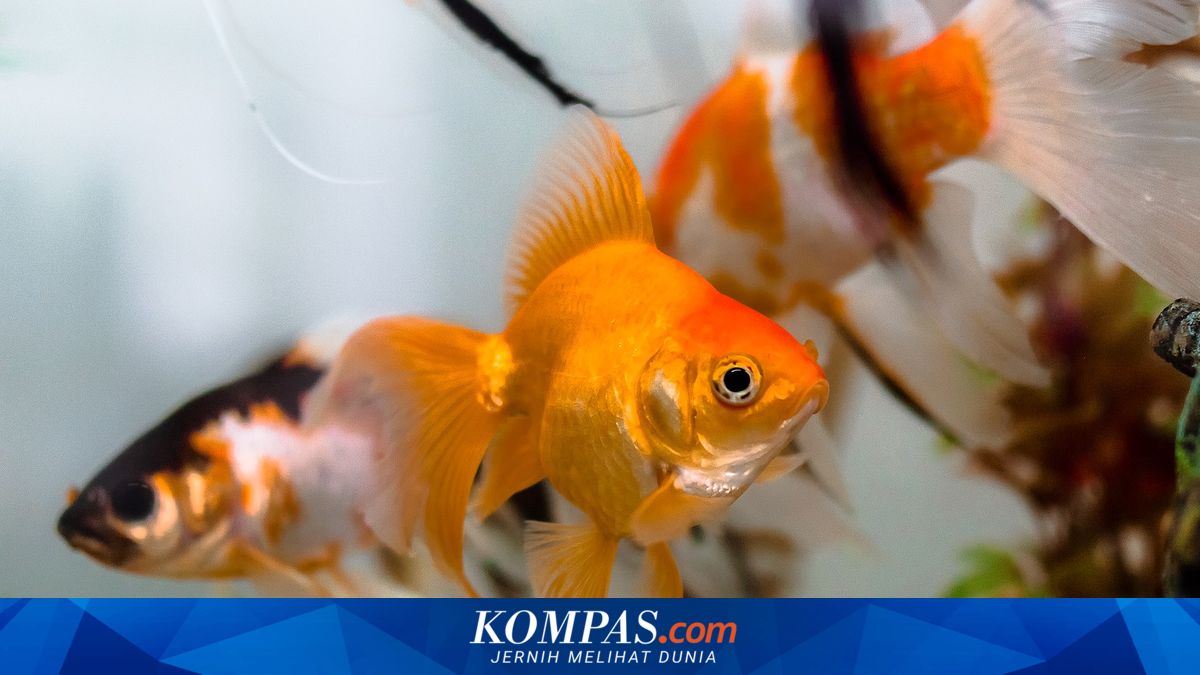 Kenzoar Fish & Aquarium: Hidupkan Akuariummu di Cilacap